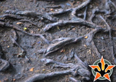 Roots & Gravels